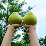 柚子栽培