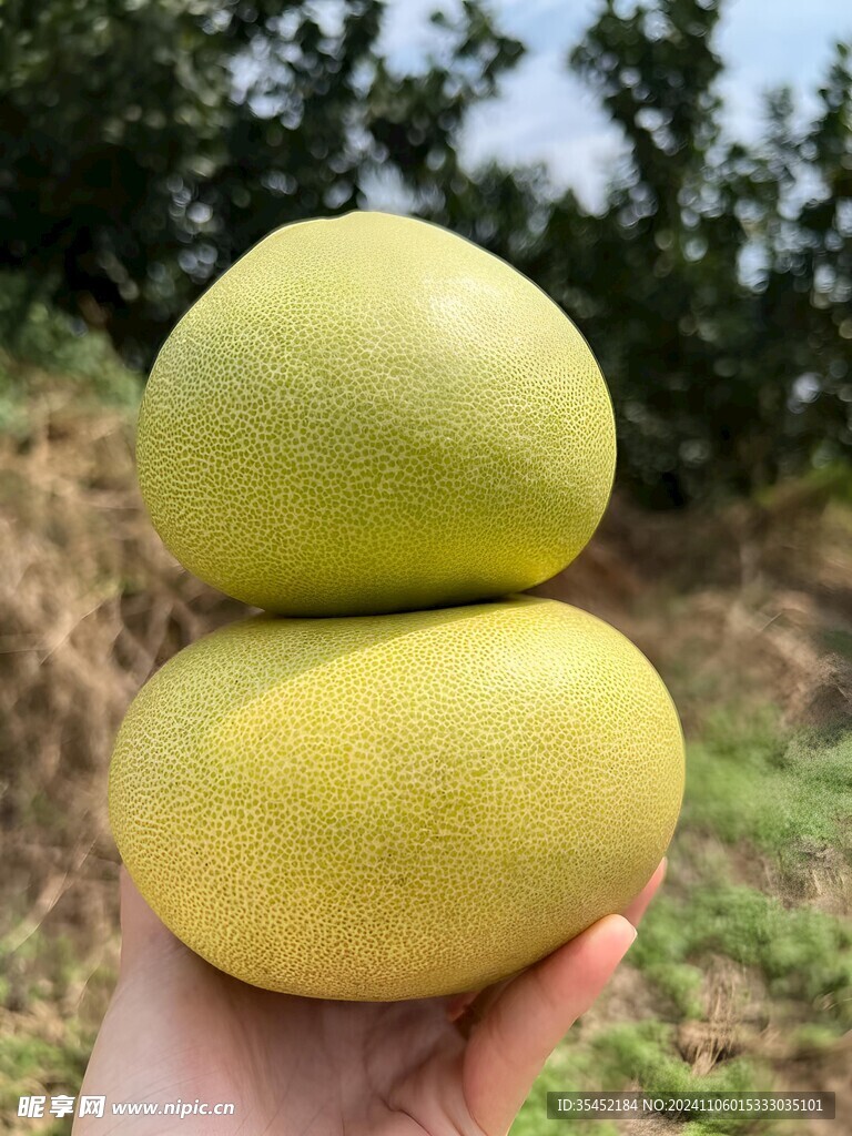 柚子