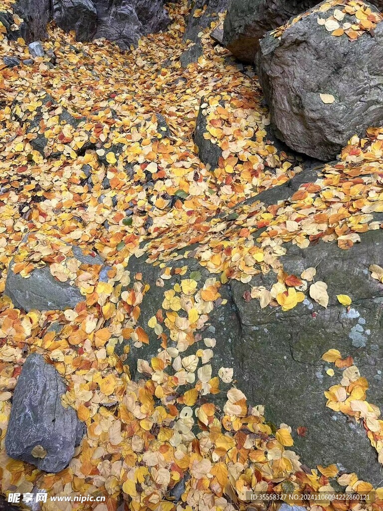 枫叶