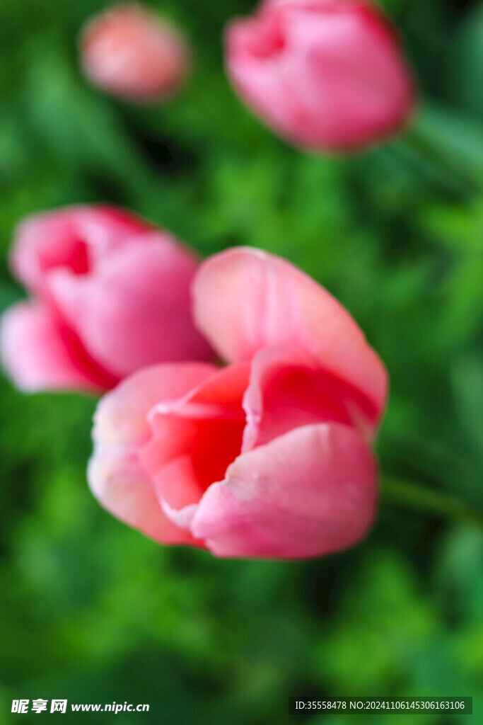 郁金香