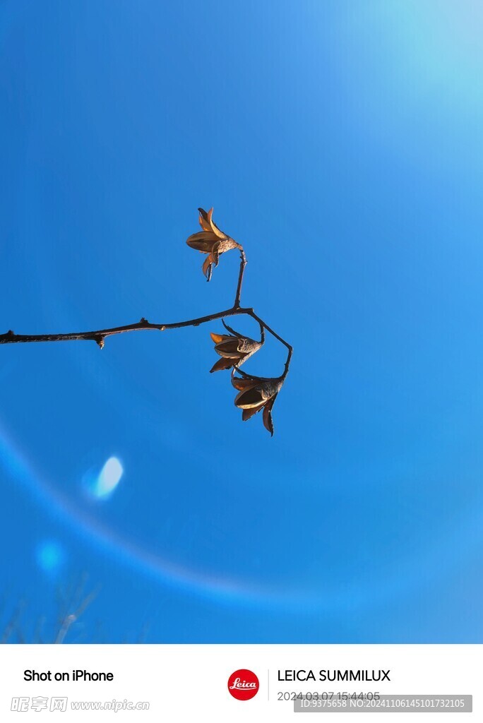 种子