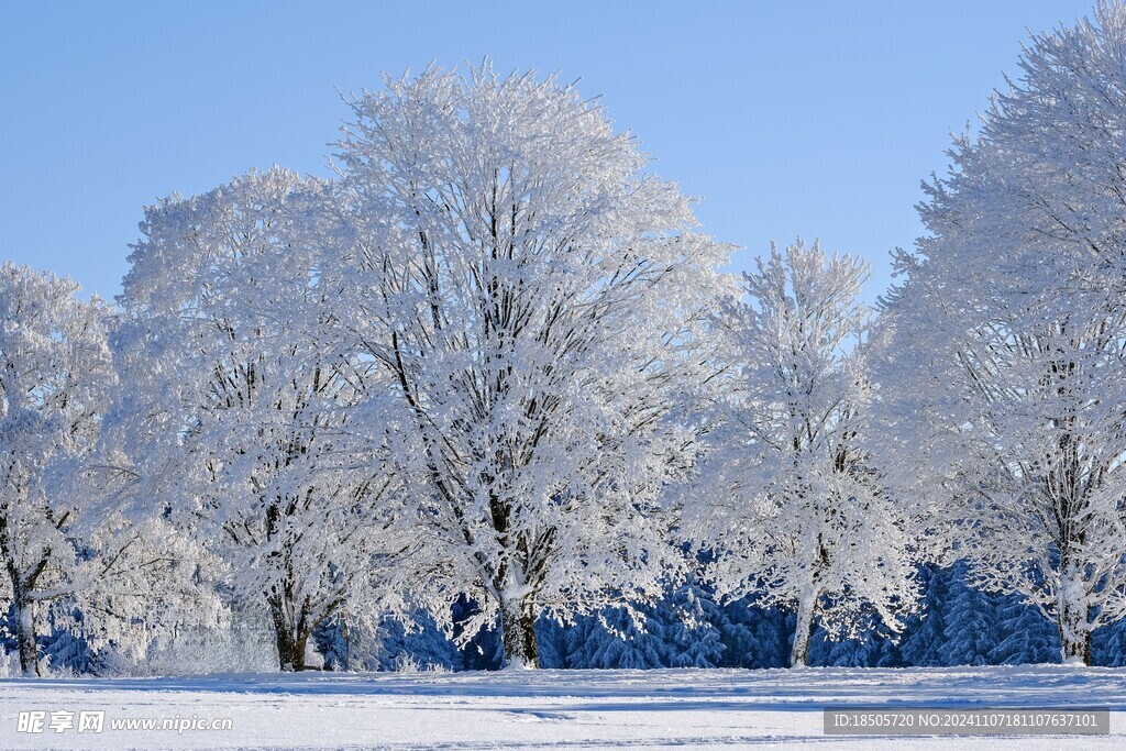 冬季雪景