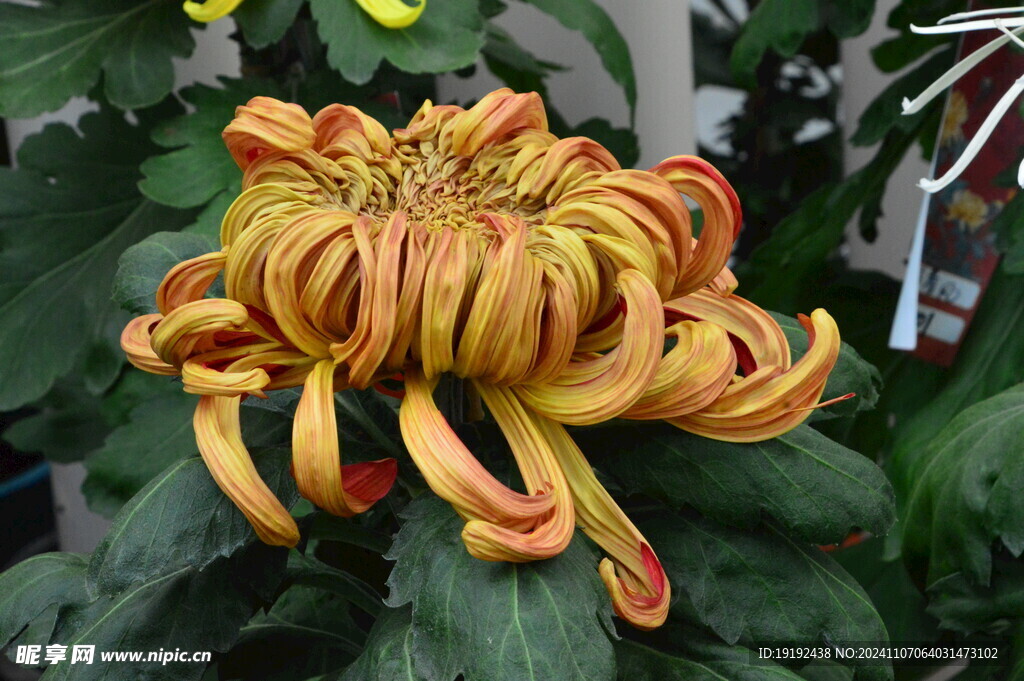 菊花  