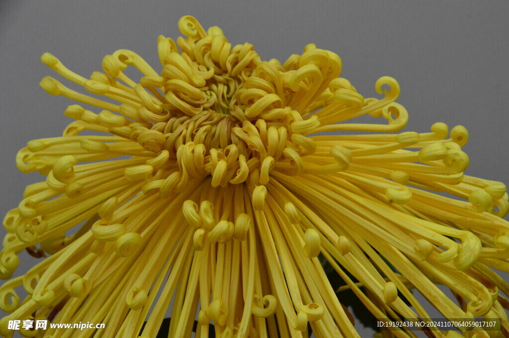 菊花  