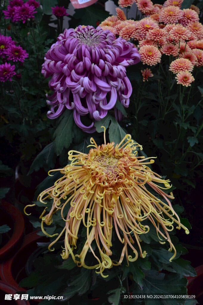 菊花 