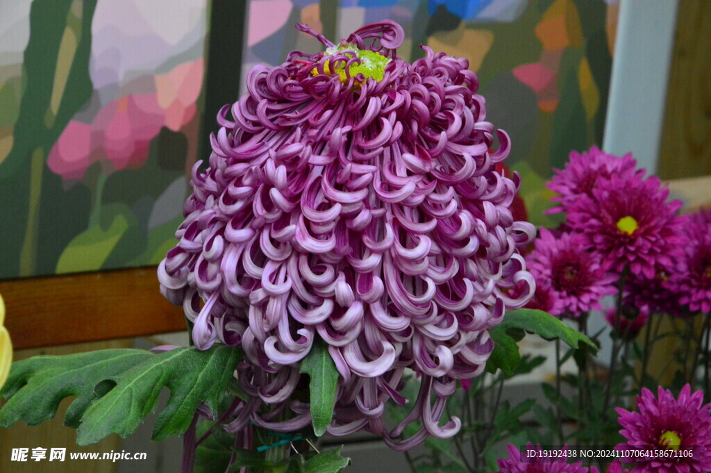 菊花  
