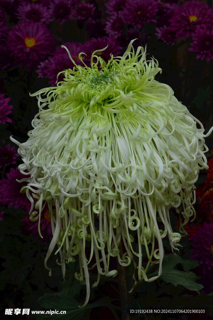 菊花 