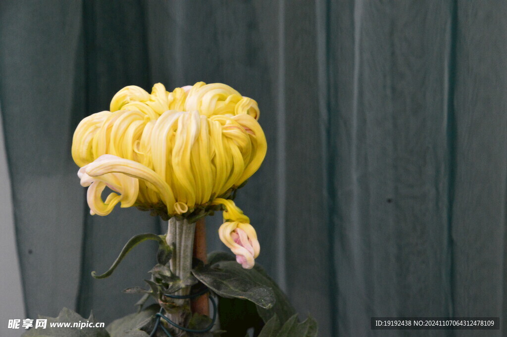 菊花  