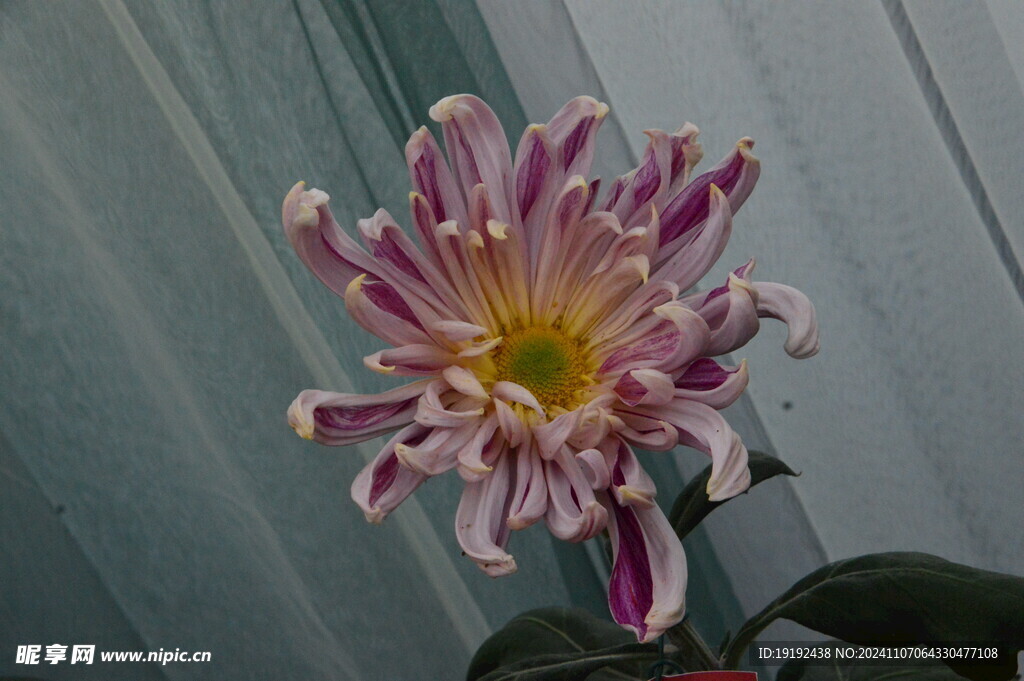 菊花  