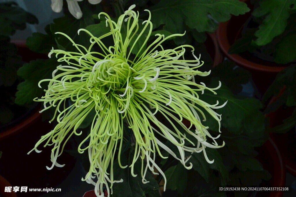 菊花  