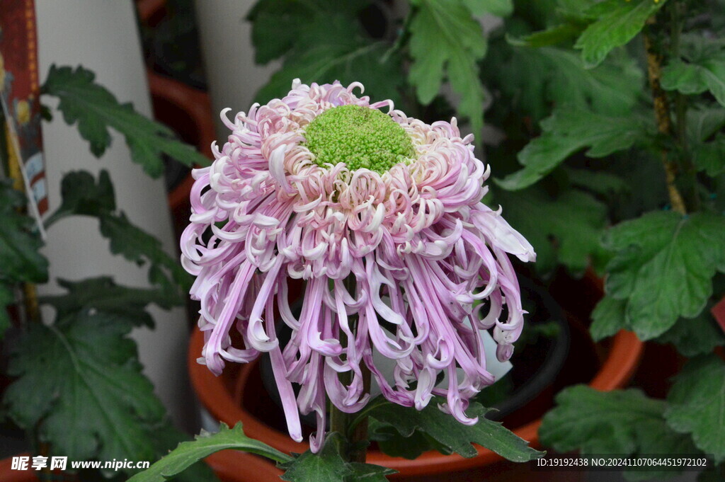 菊花 