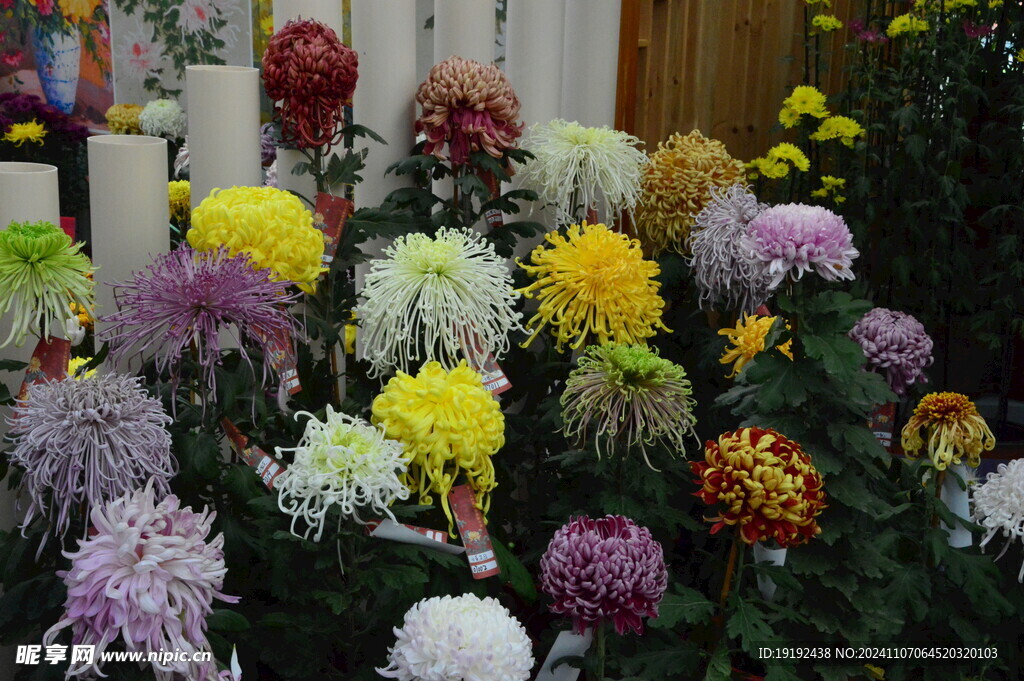 菊花 