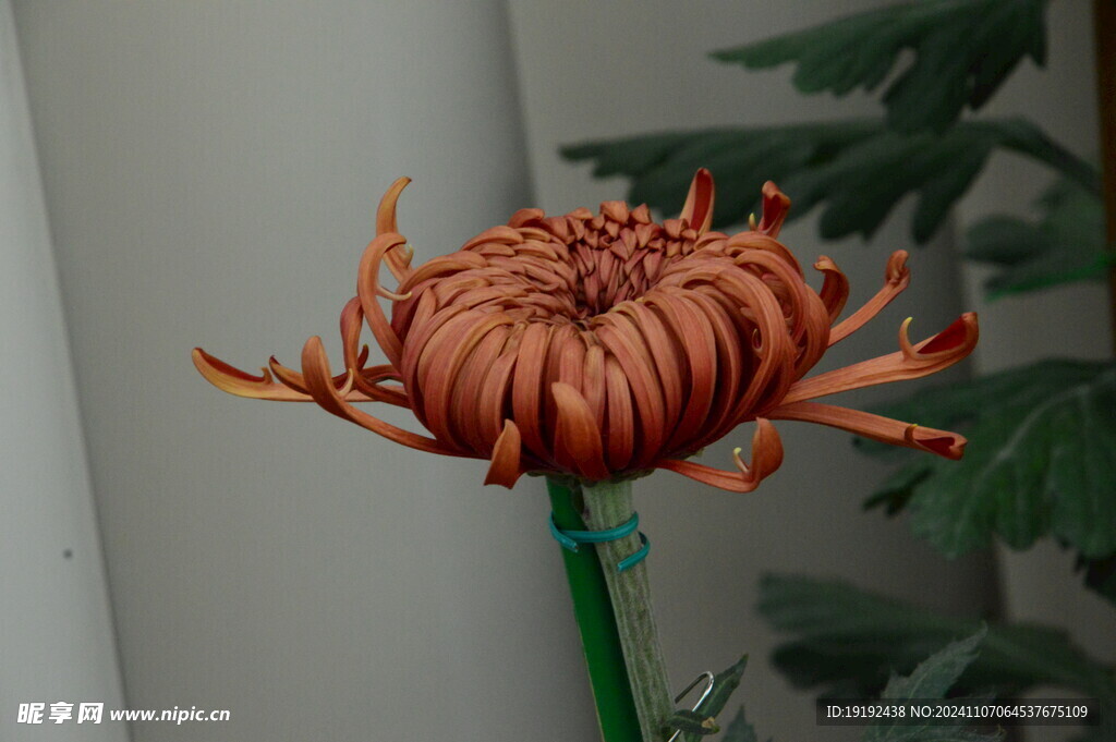 菊花 