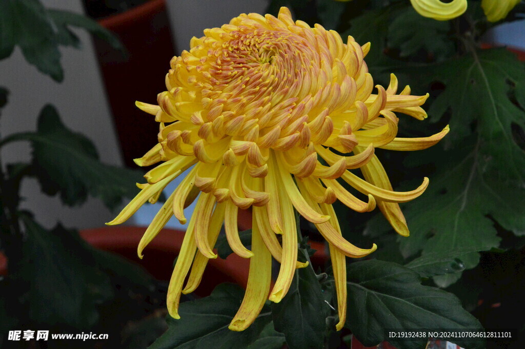 菊花  