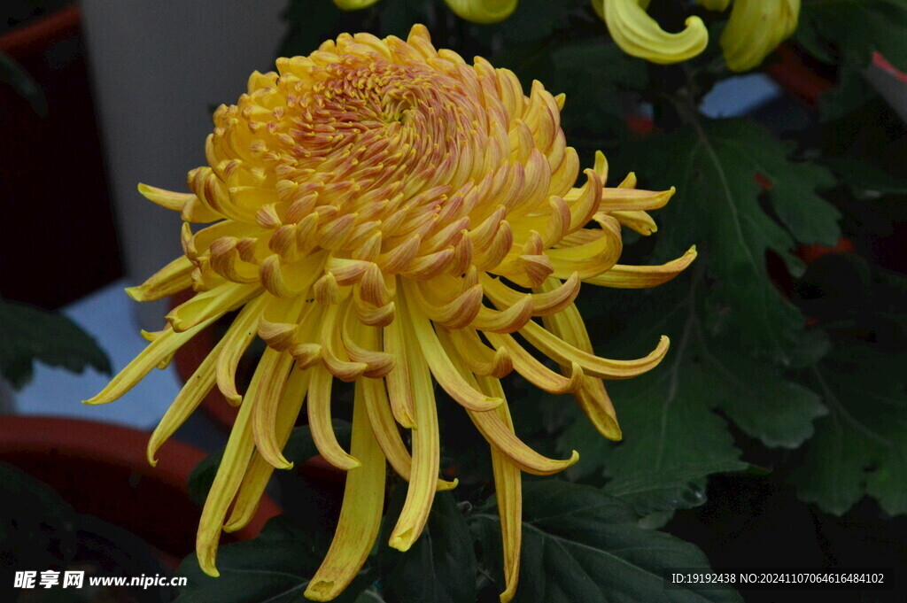 菊花 