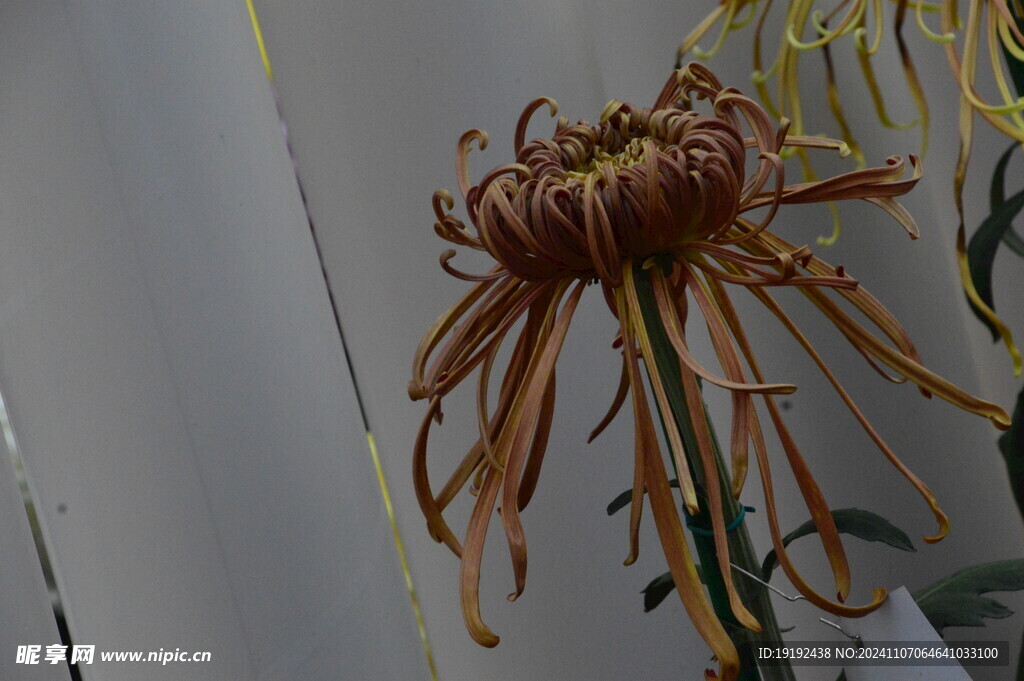 菊花  