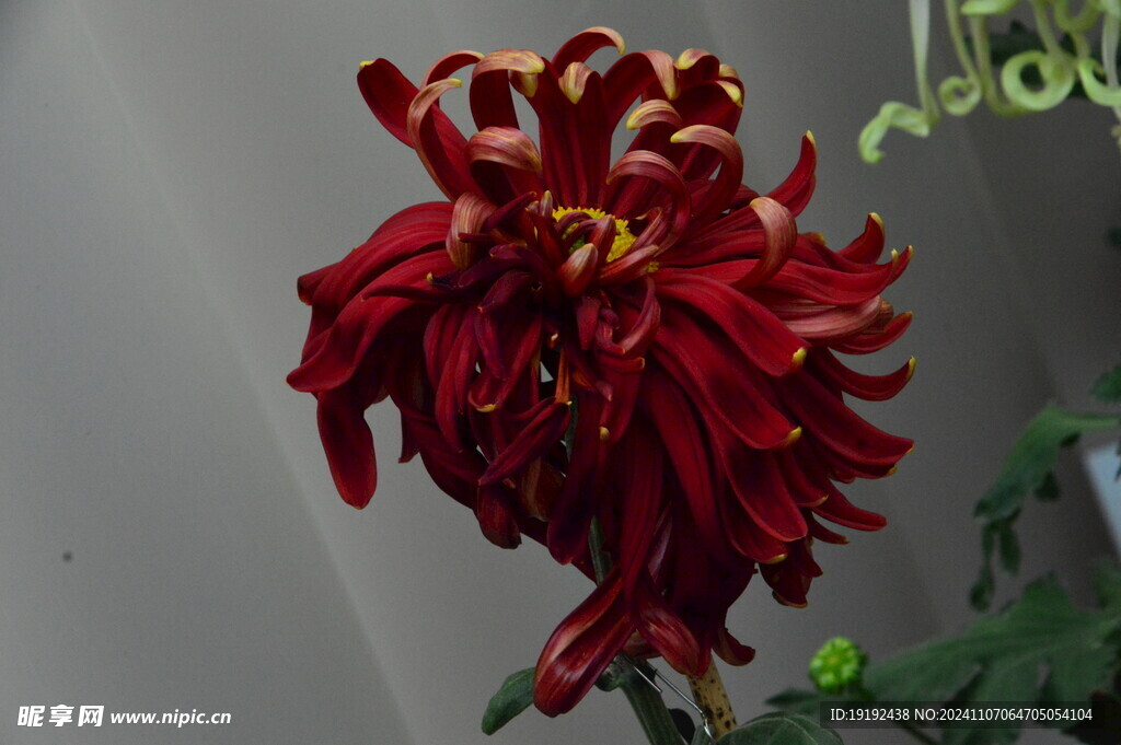 菊花  