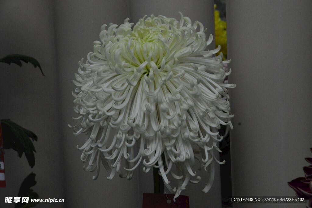 菊花 
