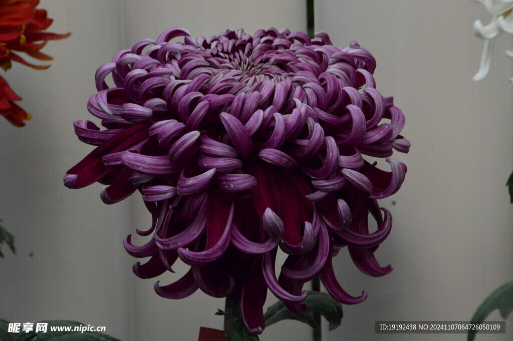 菊花 