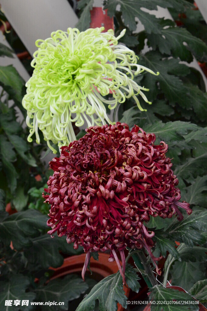 菊花  