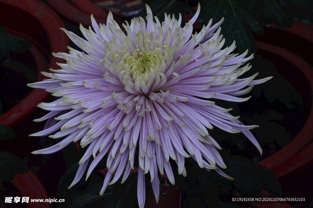 菊花  