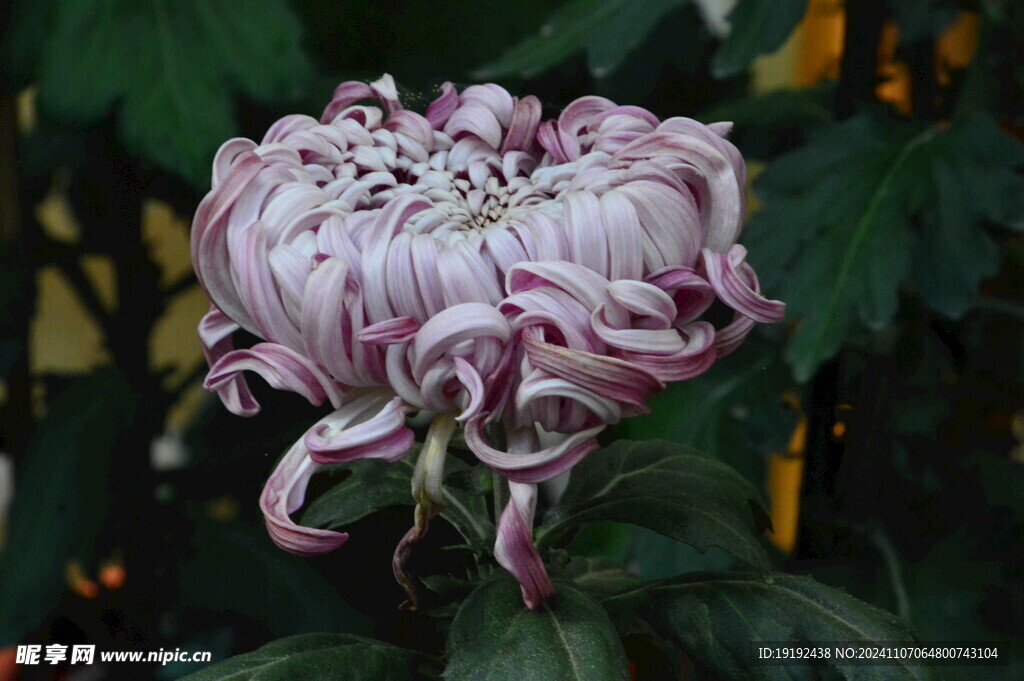 菊花  