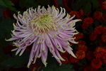 菊花  