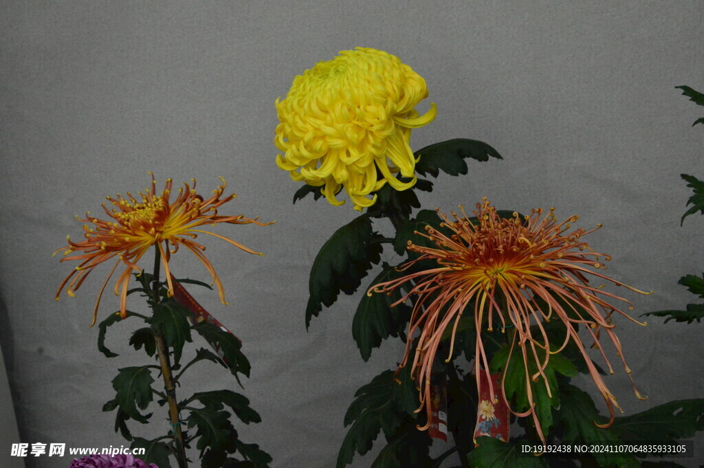 菊花  