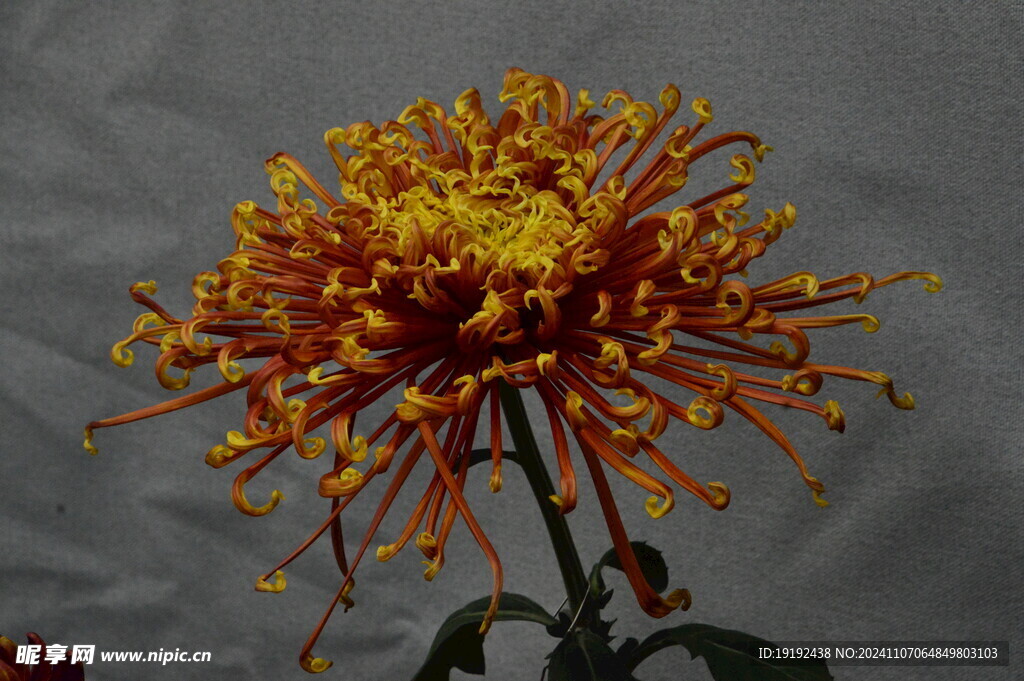 菊花 