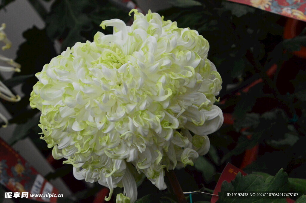 菊花 
