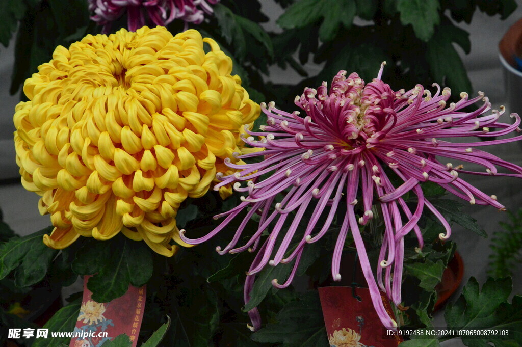 菊花  