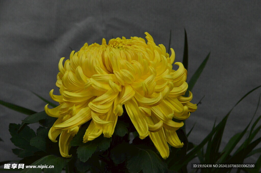 菊花  