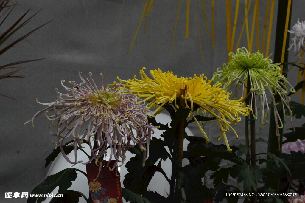 菊花 