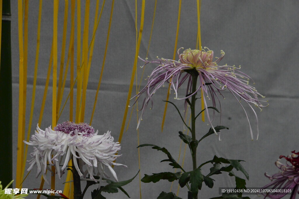 菊花  
