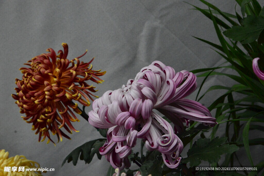菊花 