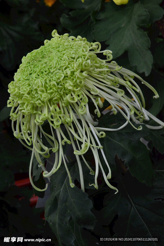 菊花  