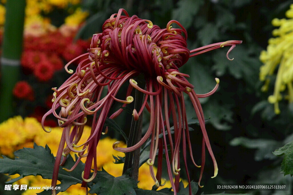 菊花  