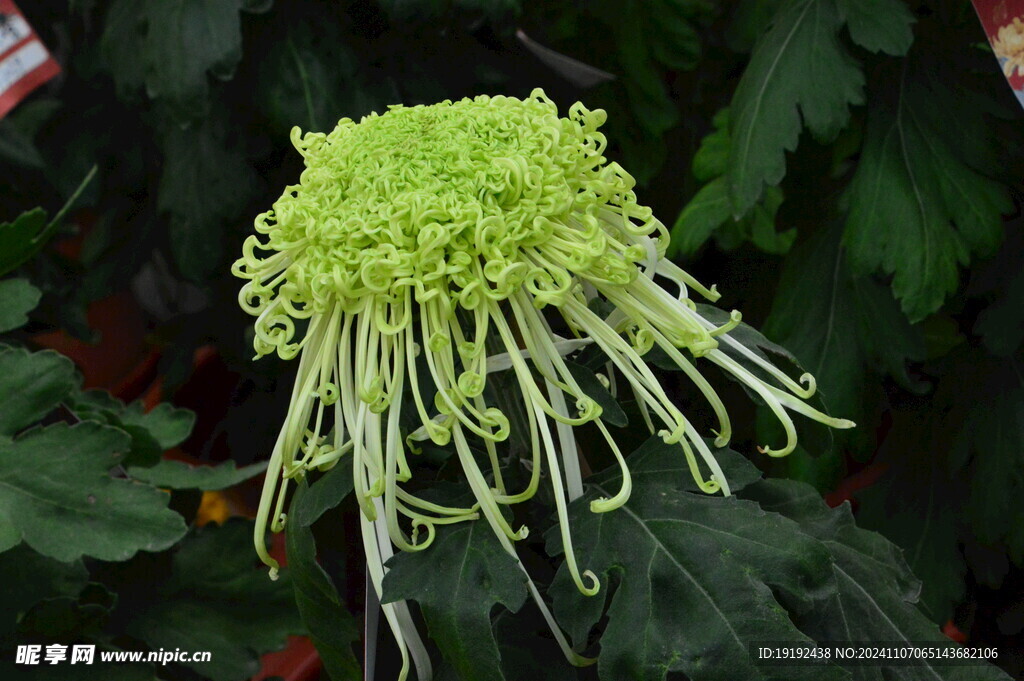 菊花 