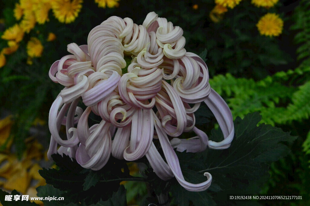 菊花  