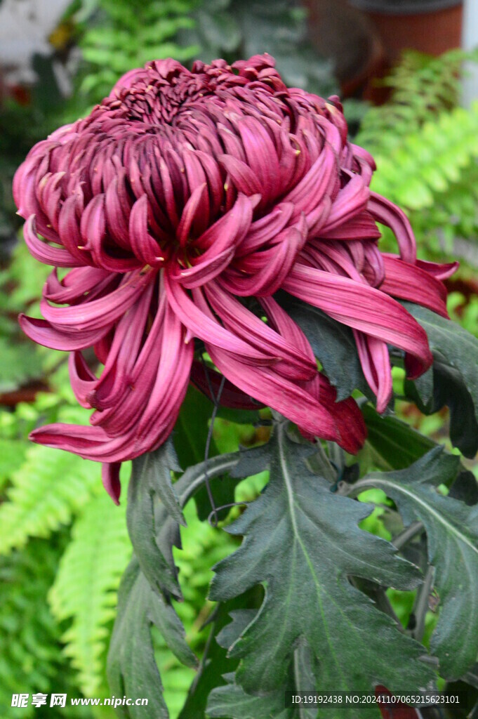 菊花 
