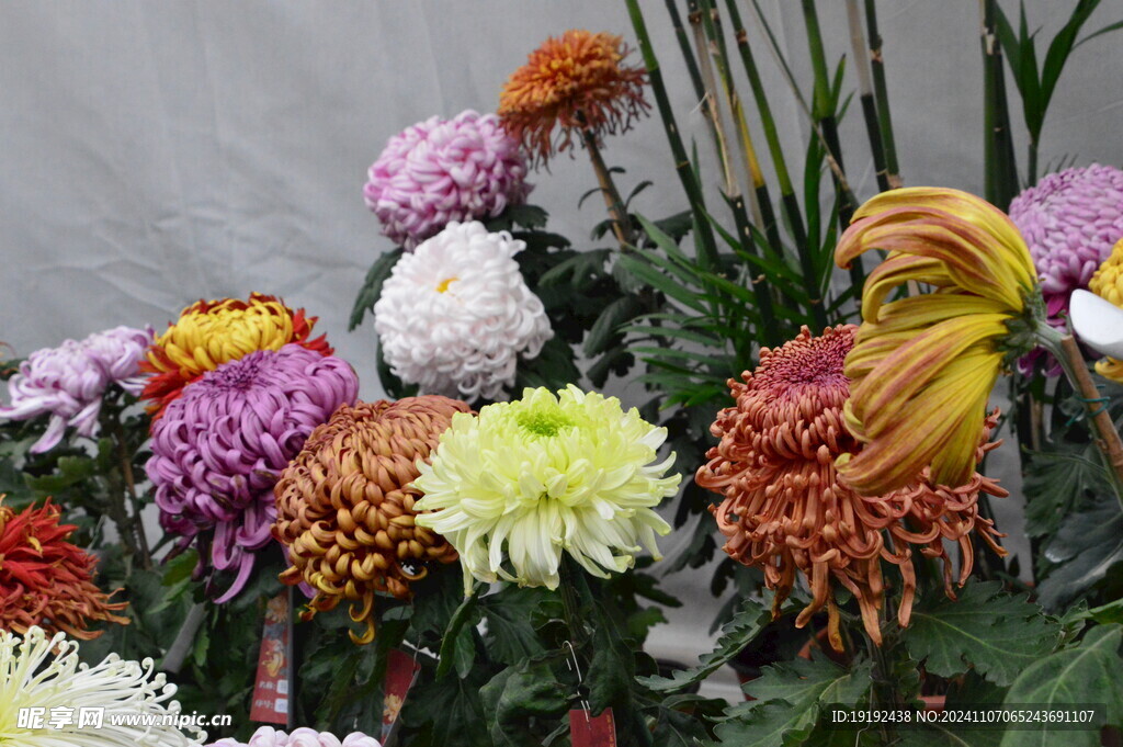 菊花