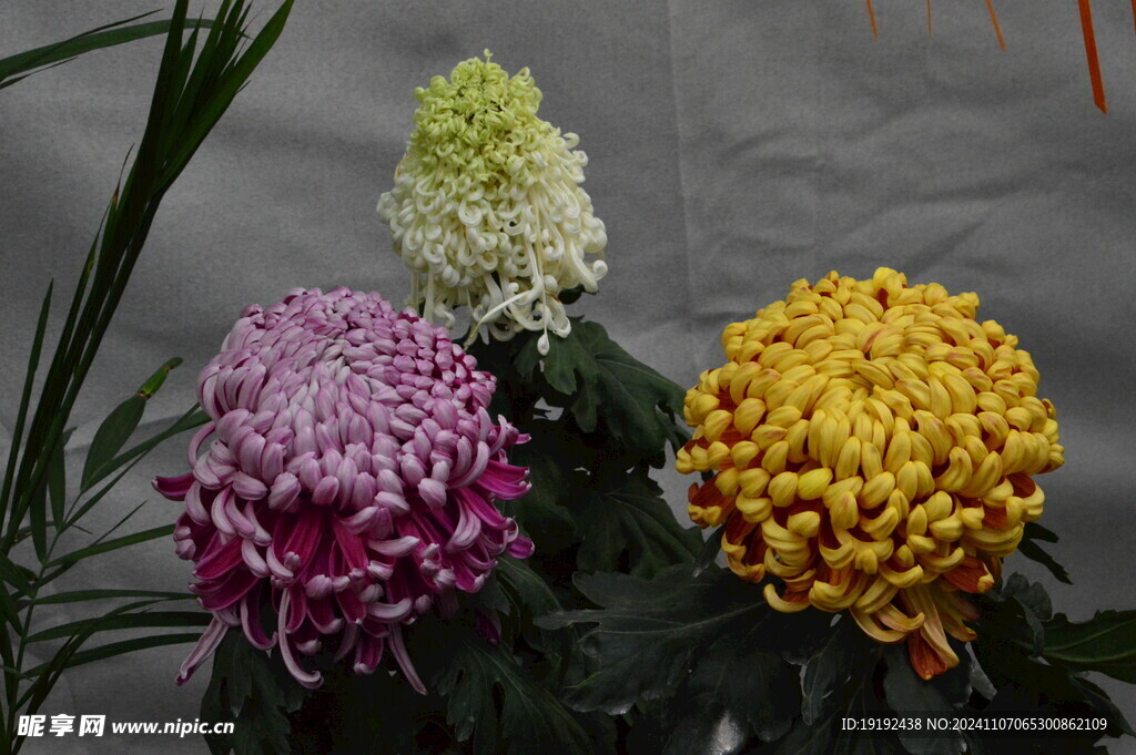 菊花 