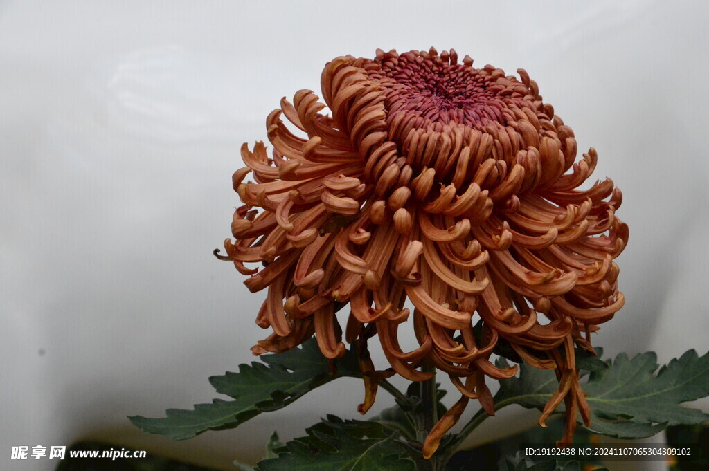 菊花 