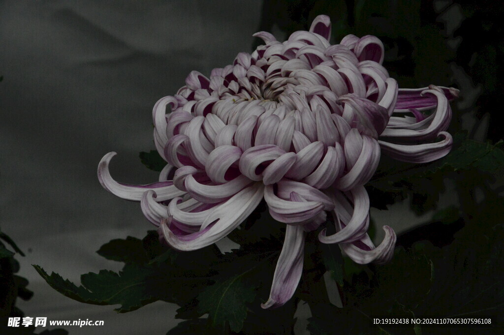 菊花  