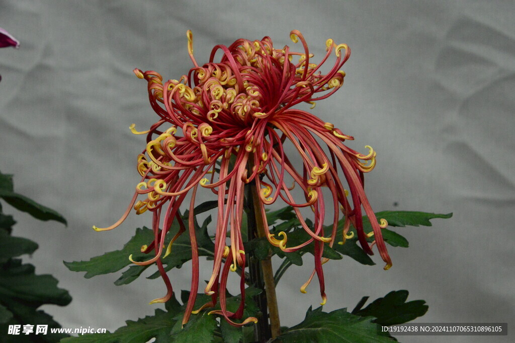 菊花 