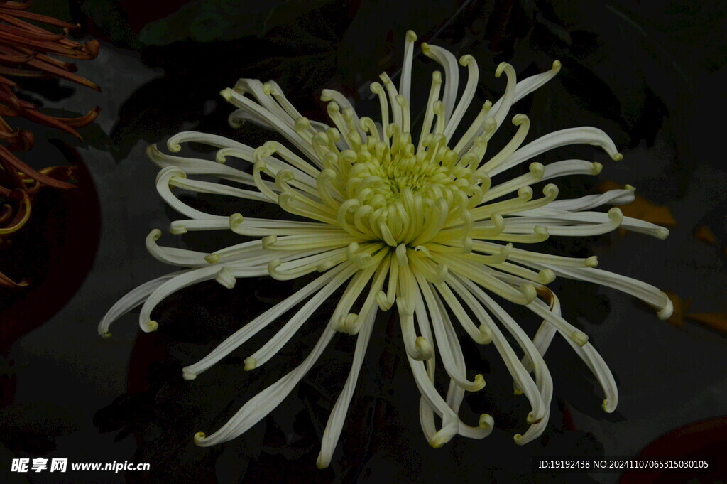 菊花 