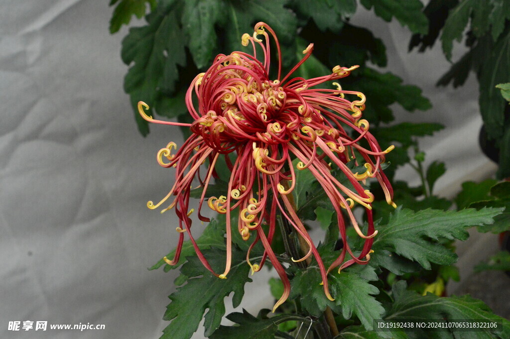 菊花  