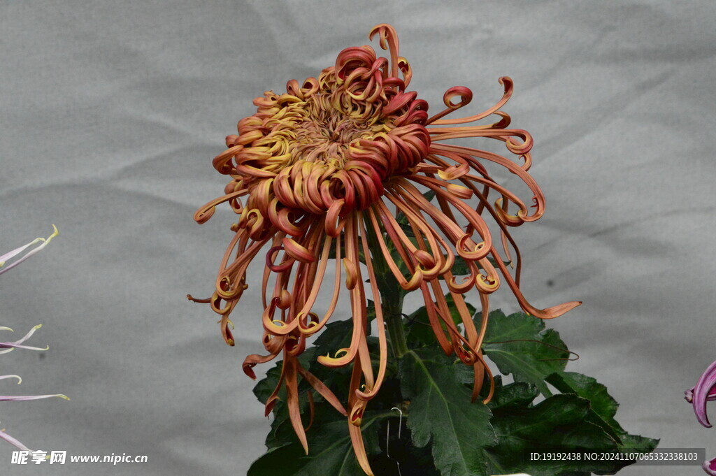 菊花  