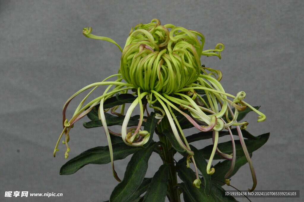 菊花  
