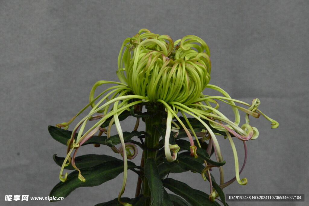 菊花  